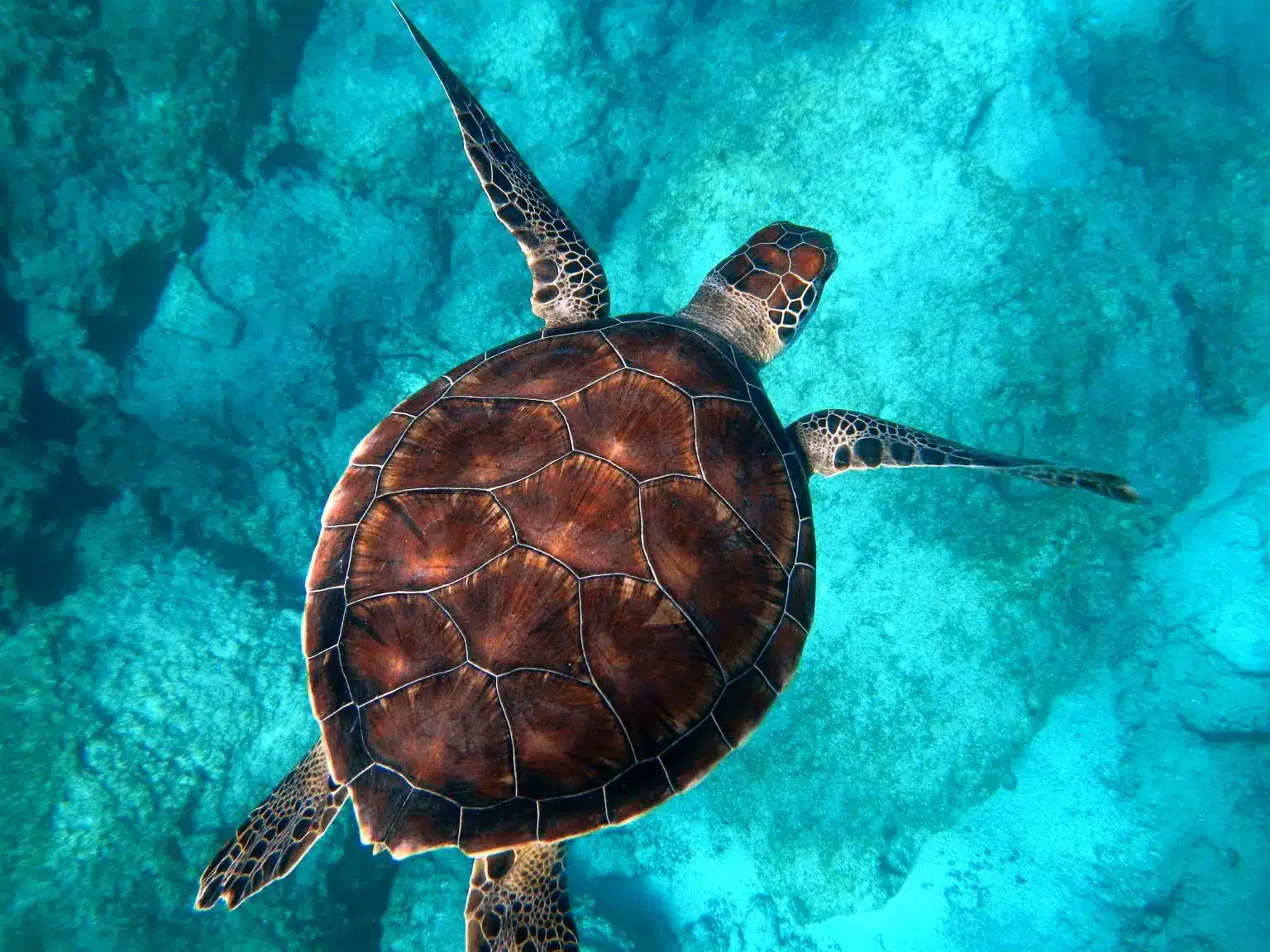Regras de Turtle Trading: elas realmente funcionam?